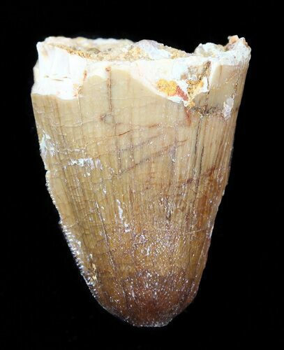 Cretaceous Fossil Crocodile Tooth - Morocco #50241